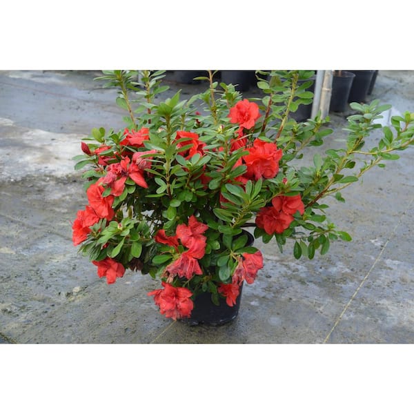 7 Gal. Azalea Flowering Live Shrub with Assorted Color Blooms