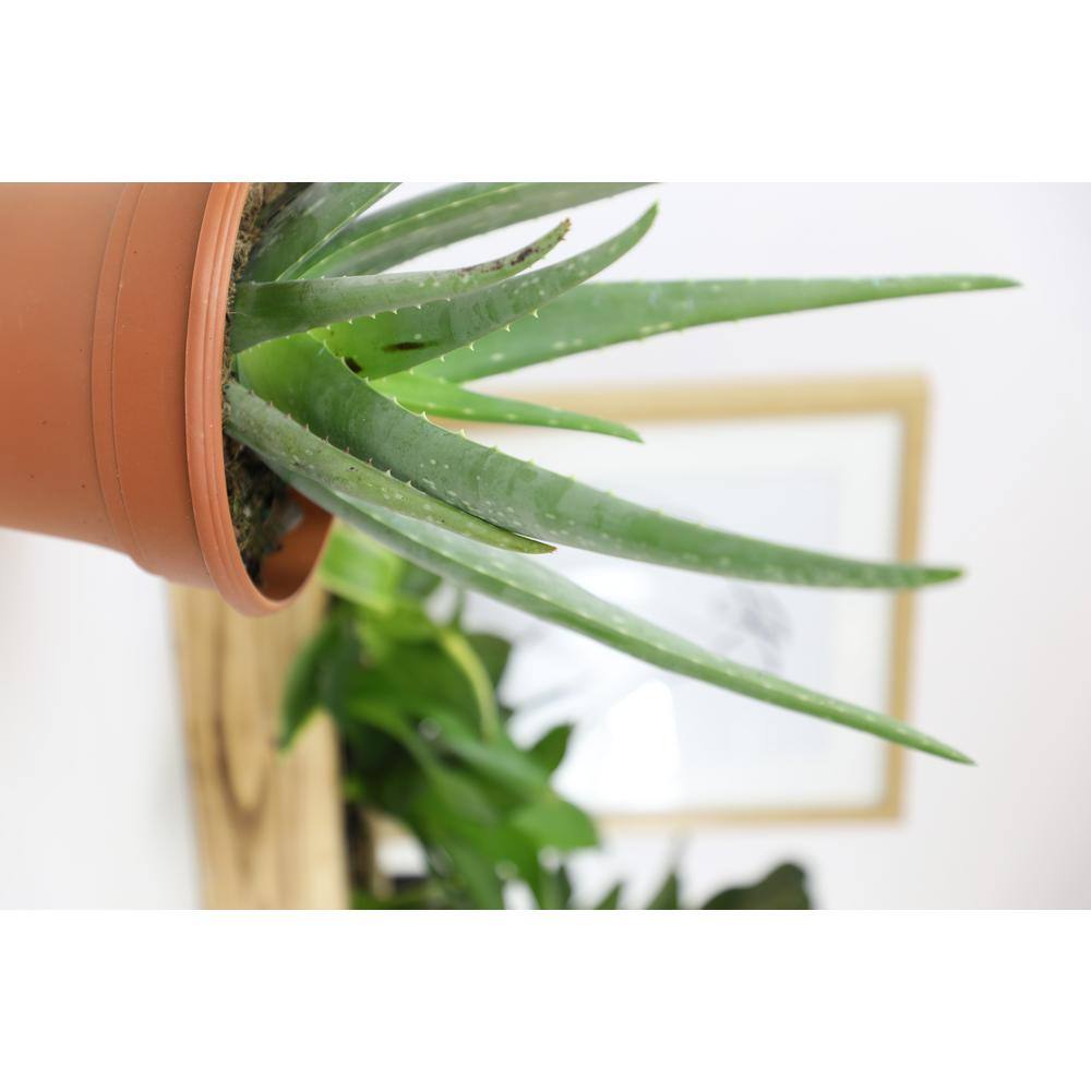 Aloe Vera Green Indoor/Outdoor Succulent Variety Pack