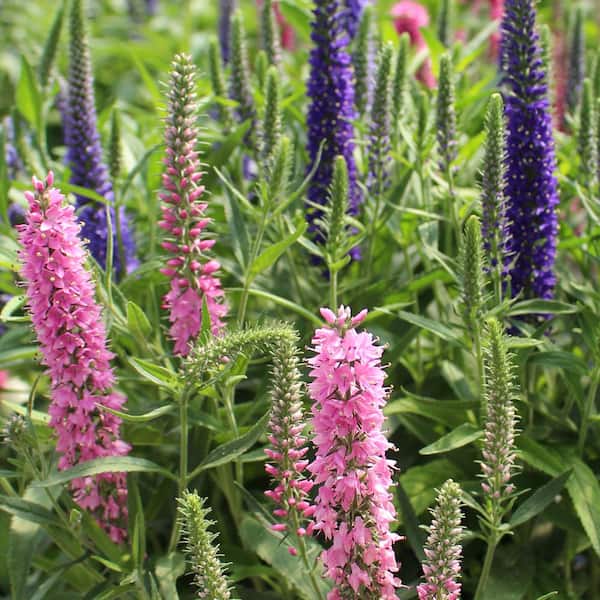 METROLINA GREENHOUSES 3 Gal. Magic Show Pink Potion Speedwell