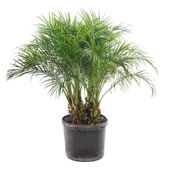 The Plant Stand of Arizona 13 in. Roebelenii Palm Plant in White Container