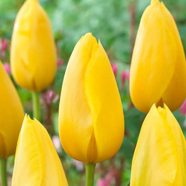 Garden State Bulb 12/ Plus cm, Single Late Yellow Big Smile Tulip Flower Bulbs (Bag of 100)