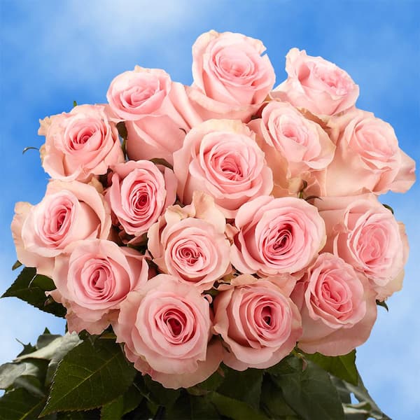 Globalrose Fresh Pink Valentine's Day Roses (100 Stems)