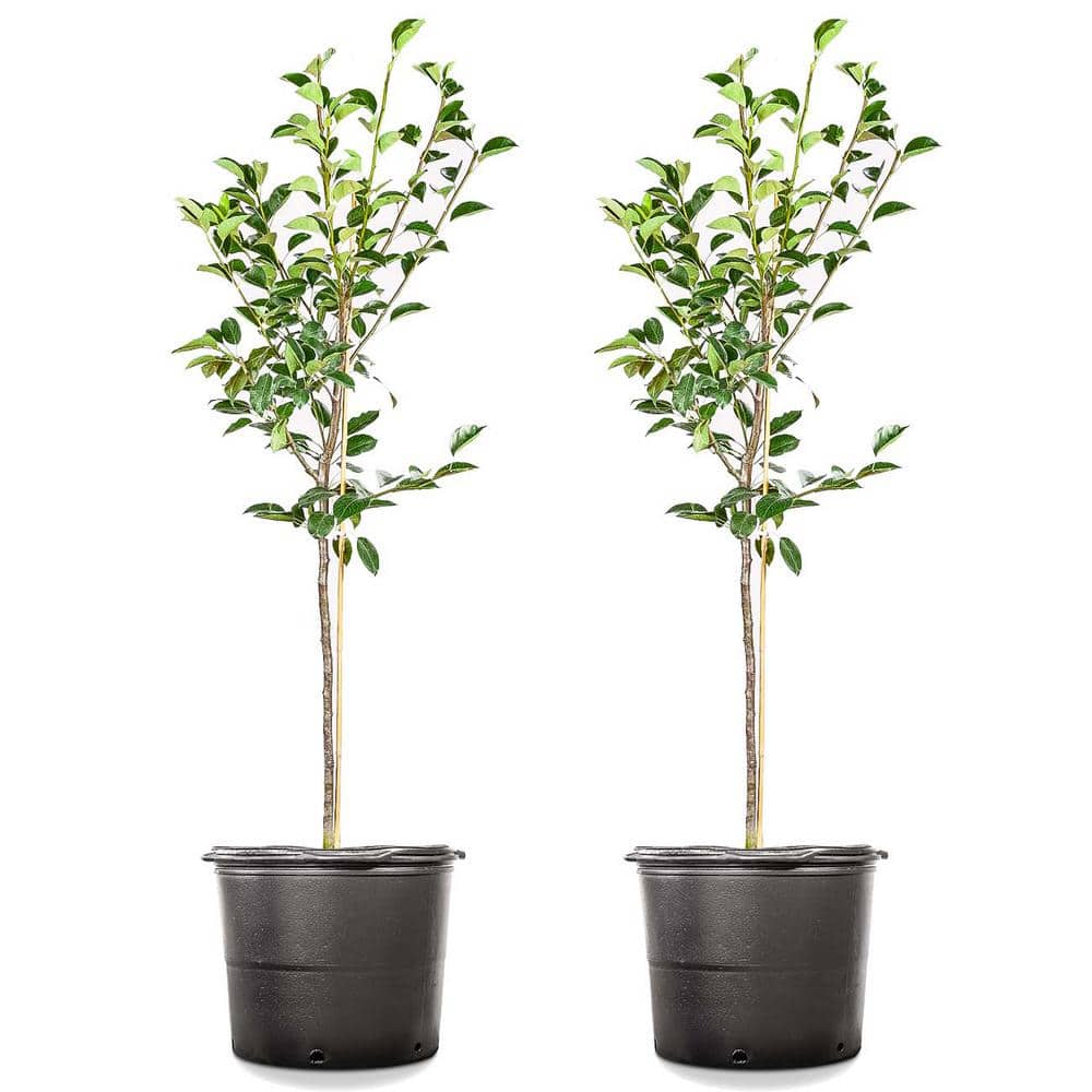 5 Gal. Hood Pear (2-Pack)
