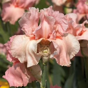 Bearded Iris Bulbs Pink Attraction (Set of 3 Roots)