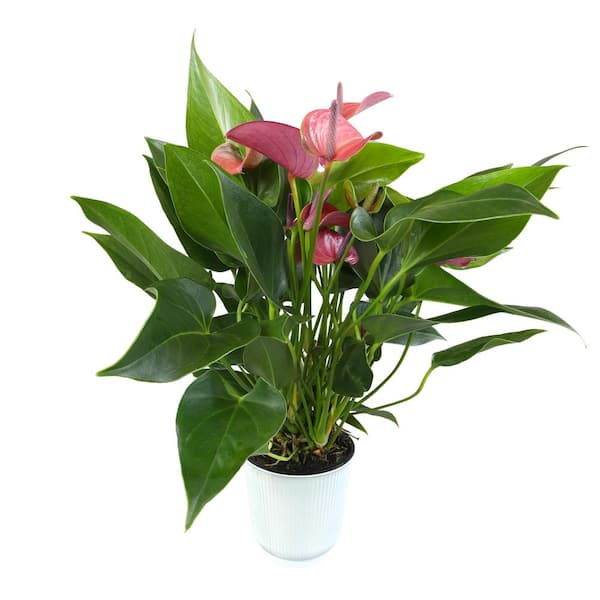 ALTMAN PLANTS Purple Flamingo Flower Anthurium Plant Gift (Approx. 10 in. Tall), 4 in. White Pot, Easy Care Live Indoor Plant