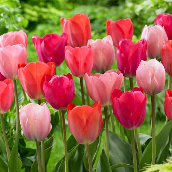 Garden State Bulb 12/+ cm, Darwin Hybrid Blush Mix Tulip Flower Bulbs (Bag of 100)