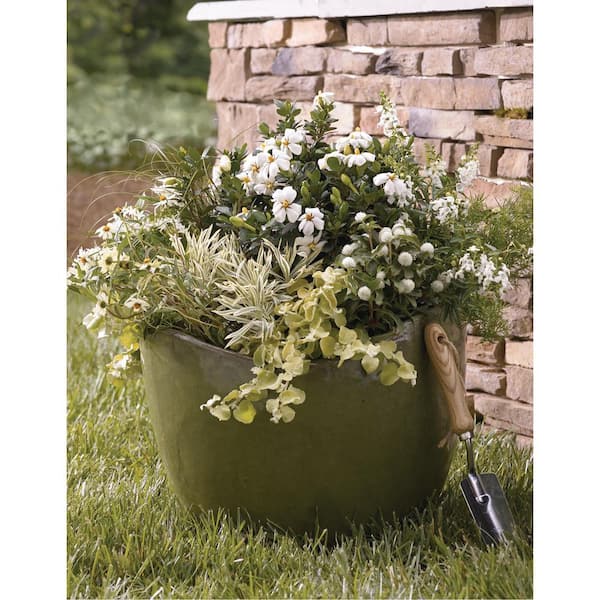 2 Gal. Echo Heaven Scent Gardenia, Live Evergreen Shrub, Boxwood-Like Dense Small Leaves, White Fragrant Blooms