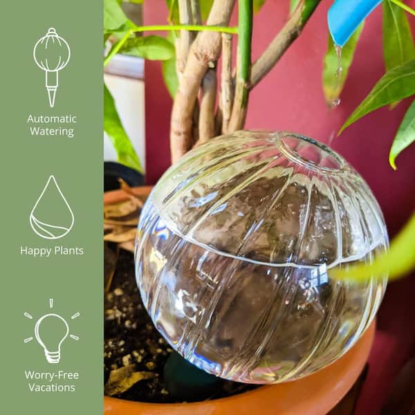 Cubilan Glass Plant Self Watering Globes : Automatic Houseplant Drip Irrigation for Indoor Plants, Hanging Plants, Houseplants