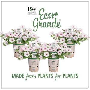 4-Pack, 4.25 in. Eco+Grande Supertunia Vista Silverberry (Petunia) Live Plant, White Flowers with Pink Veins