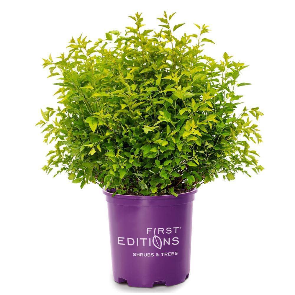 2 Gal. Lucky Devil Ninebark Shrub with Bright Yellow Foliage price history on PriceWatchPro