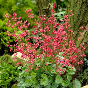 Heuchera (Coral Bell) Firefly Roots (Set of 5)