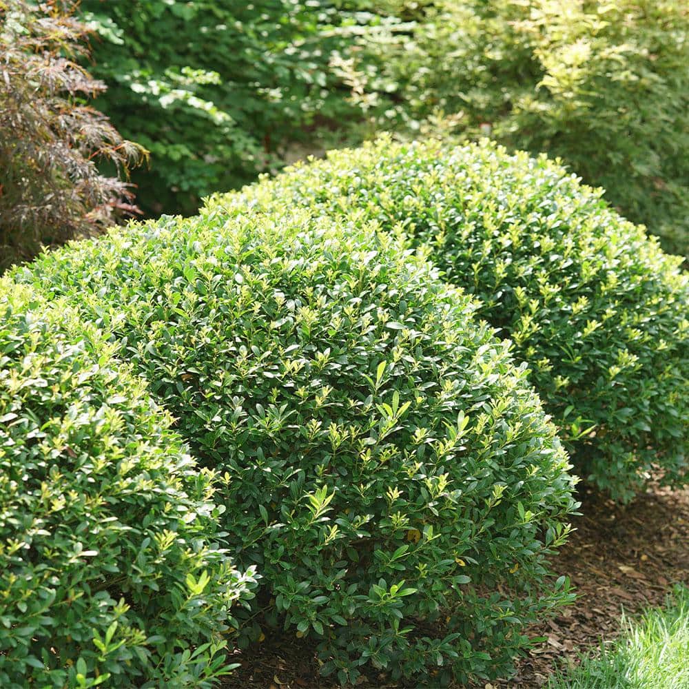 Compacta Holly Evergreen Shrub in 2.25 Gallon Container