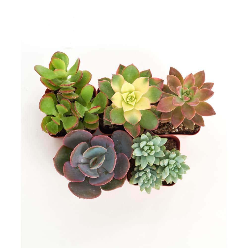 Assorted 2-Inch Mini Succulent Plant Pack in Multicolor Pots