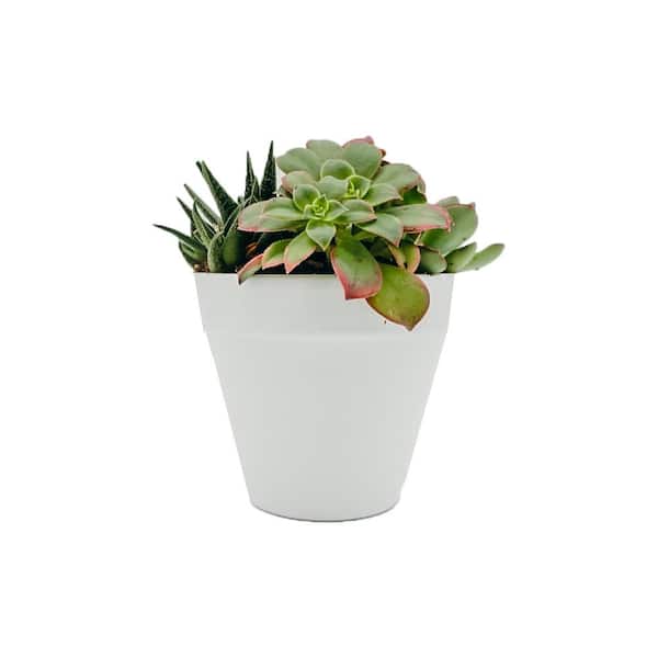 Vigoro 3 in. Succulent Garden in White Clay Pot