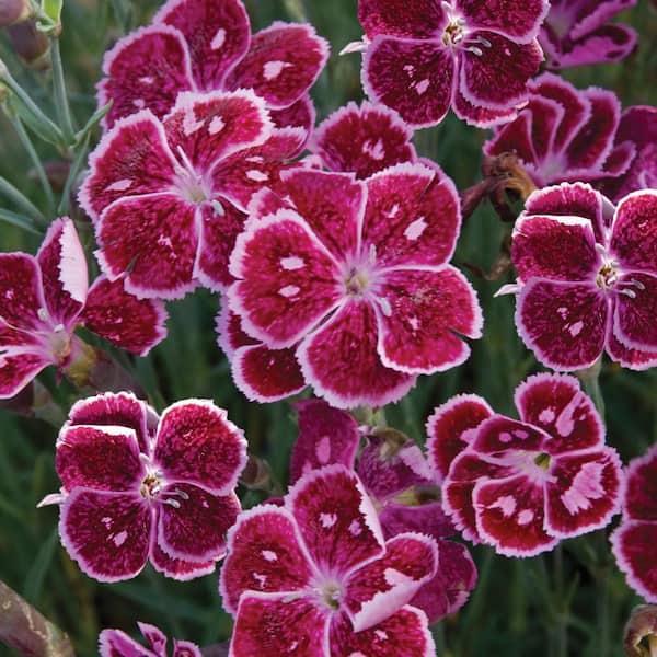 Spring Hill Nurseries Fire and Ice Red Flowering Dianthus Dormant Bare Root Perennial Starter Plant (1-Pack)