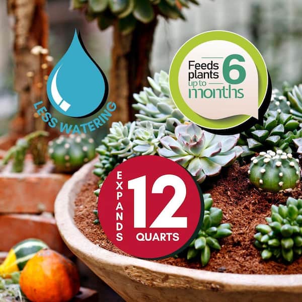 WONDER SOIL 12 Qt. Premium Cactus and Succulent Expanding Potting Soil Mix  WSCACTUS3 - The Home Depot