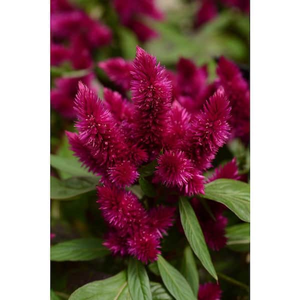 BELL NURSERY 3.13 Qt. Celosia Intenza Live Annual Plant with Purple Flowers (2-Pack)