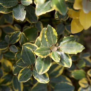 2 Gal. Olive Martini Elaeagnus, Live Evergreen Shrub, Variegated Gold and Green Foliage