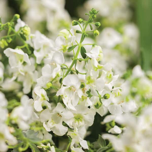 1.38-Pint Angelonia White Flower in 4.5 in. Grower's Pot (4-Pack)