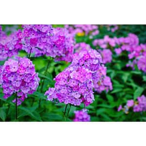 1 Gal. Phlox Tall Live Perennial Plant, Purple Flowers (1-Pack)