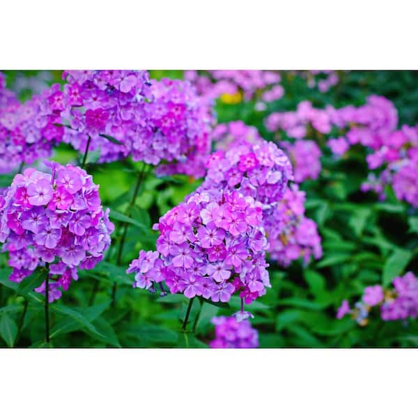 BELL NURSERY 1 Gal. Phlox Tall Live Perennial Plant, Purple Flowers (1-Pack)