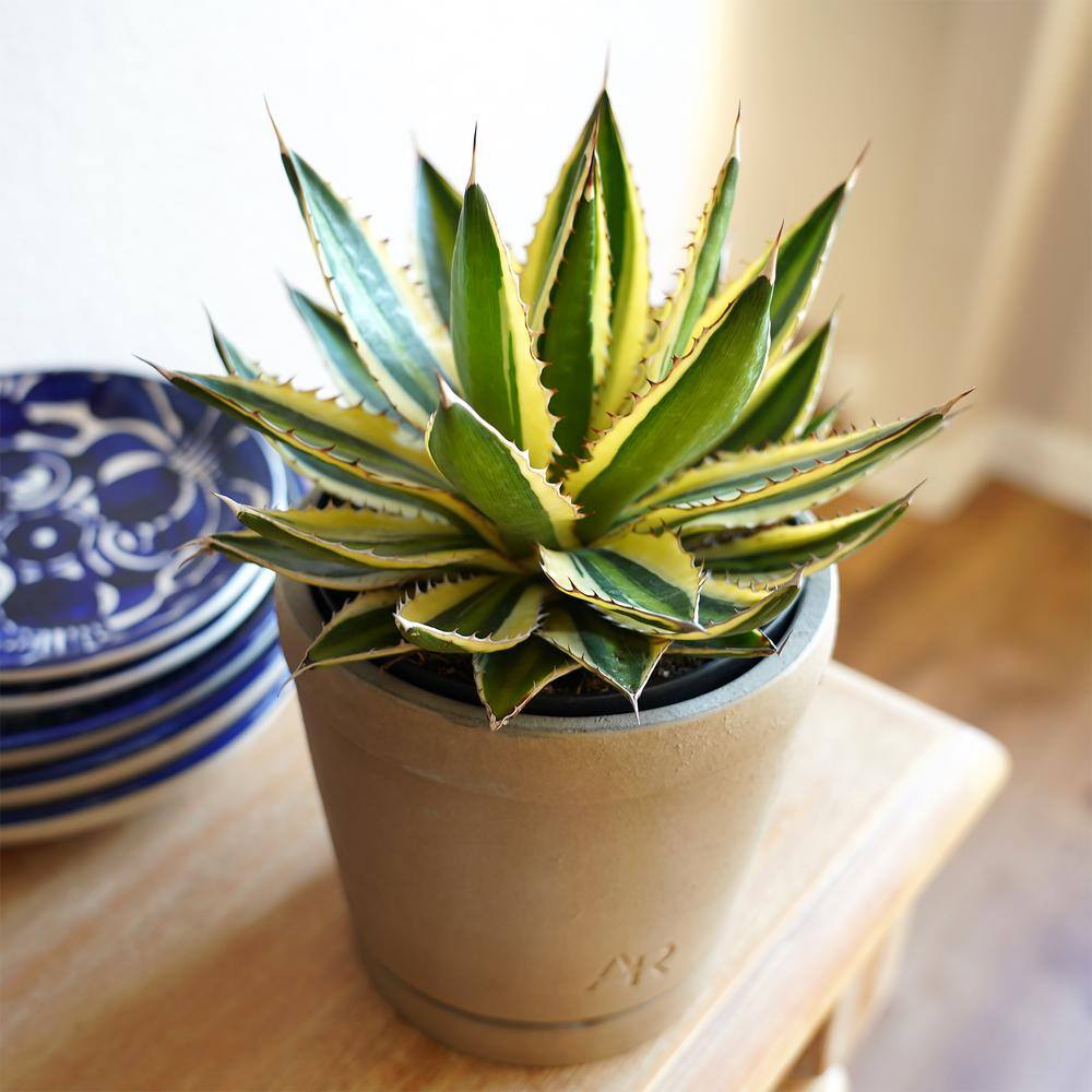 Quadricolor Agave Succulent in Beige Concrete Pot