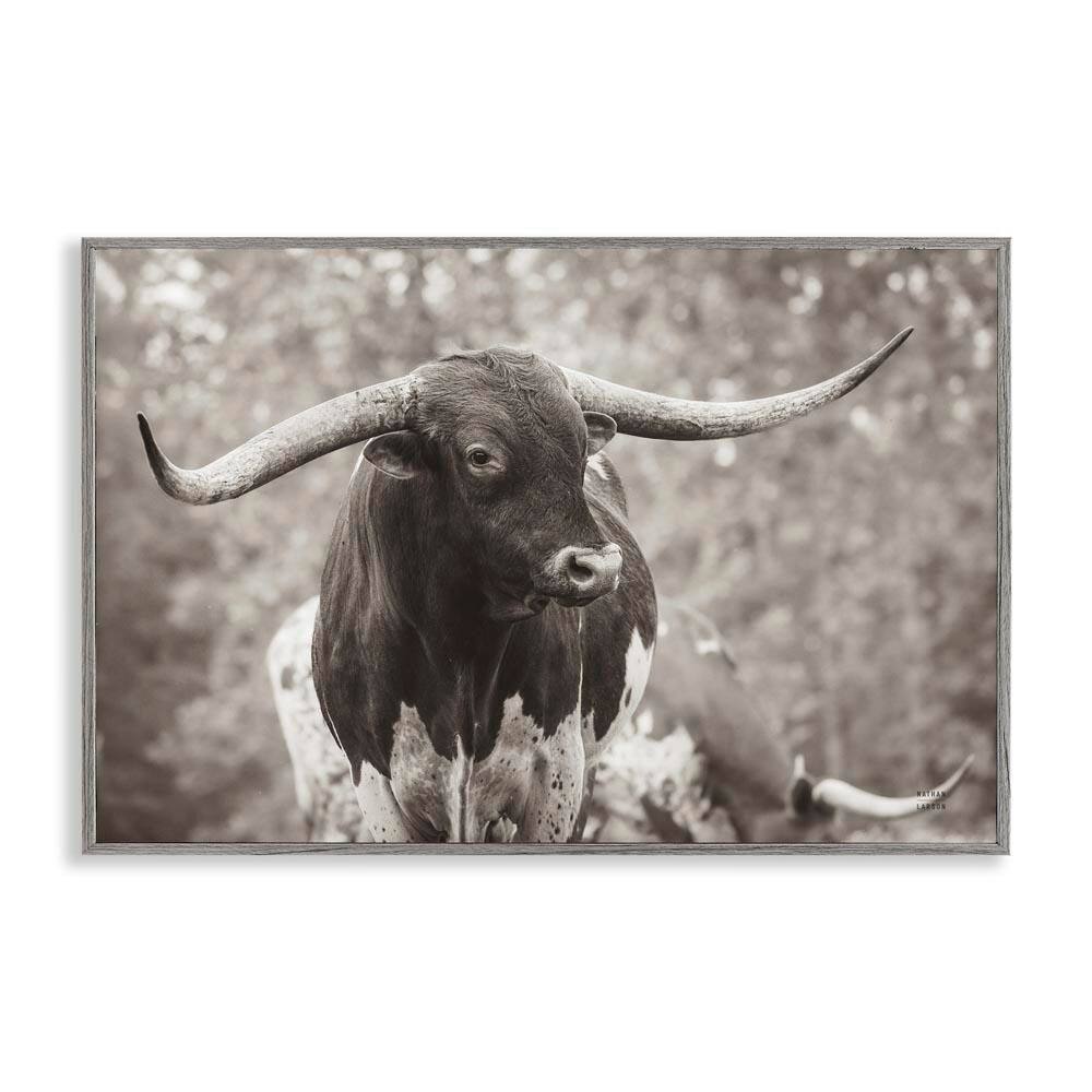 Longhorn's Gaze Photography by Nathan Larson Gray Framed Animal Giclee Art Print 12 in. x 18 in. price history on PriceWatchPro