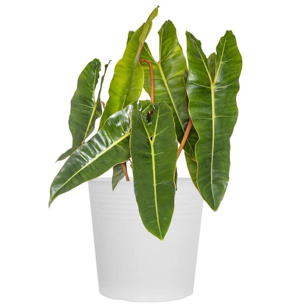 United Nursery Live Philodendron billietiae Exotic Houseplant in 10 in. White Decor Pot
