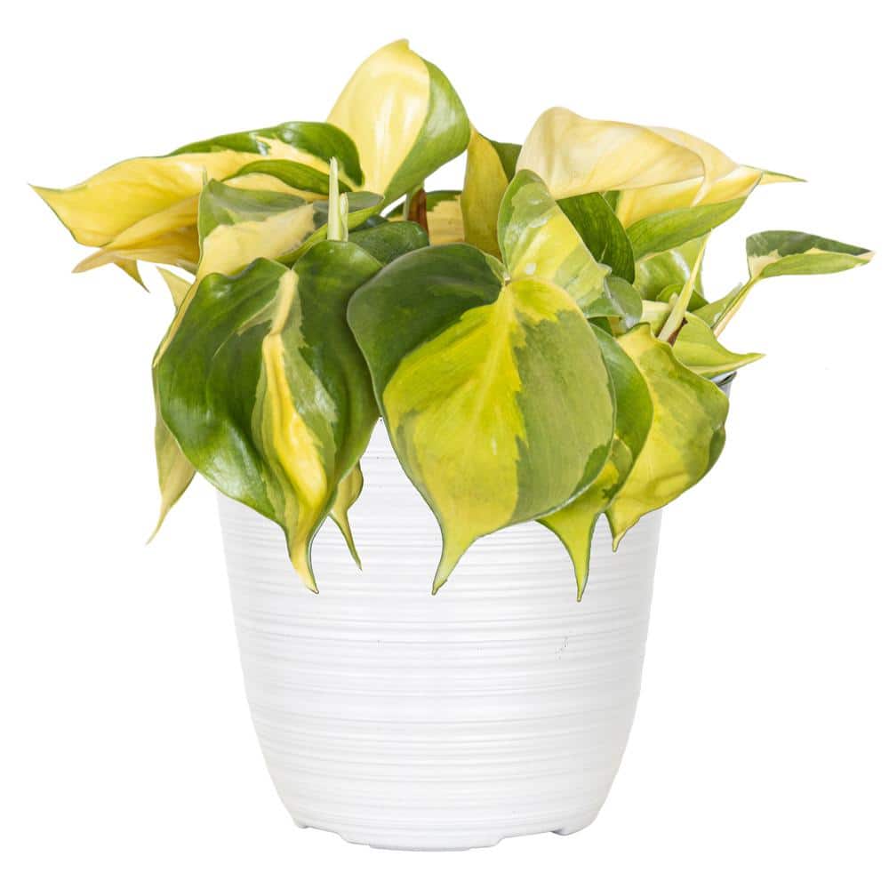 philodendron narrow blüte Philodendron