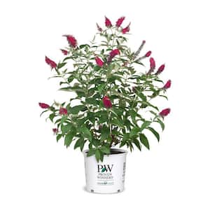 2 Gal. Miss Molly Butterfly Bush (Buddleia) Live Shrub with Pink Flowers