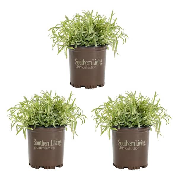 METROLINA GREENHOUSES 2.5 Qt. Southern Living Lavender Platinum Blonde Perennial Plant (3-Pack)