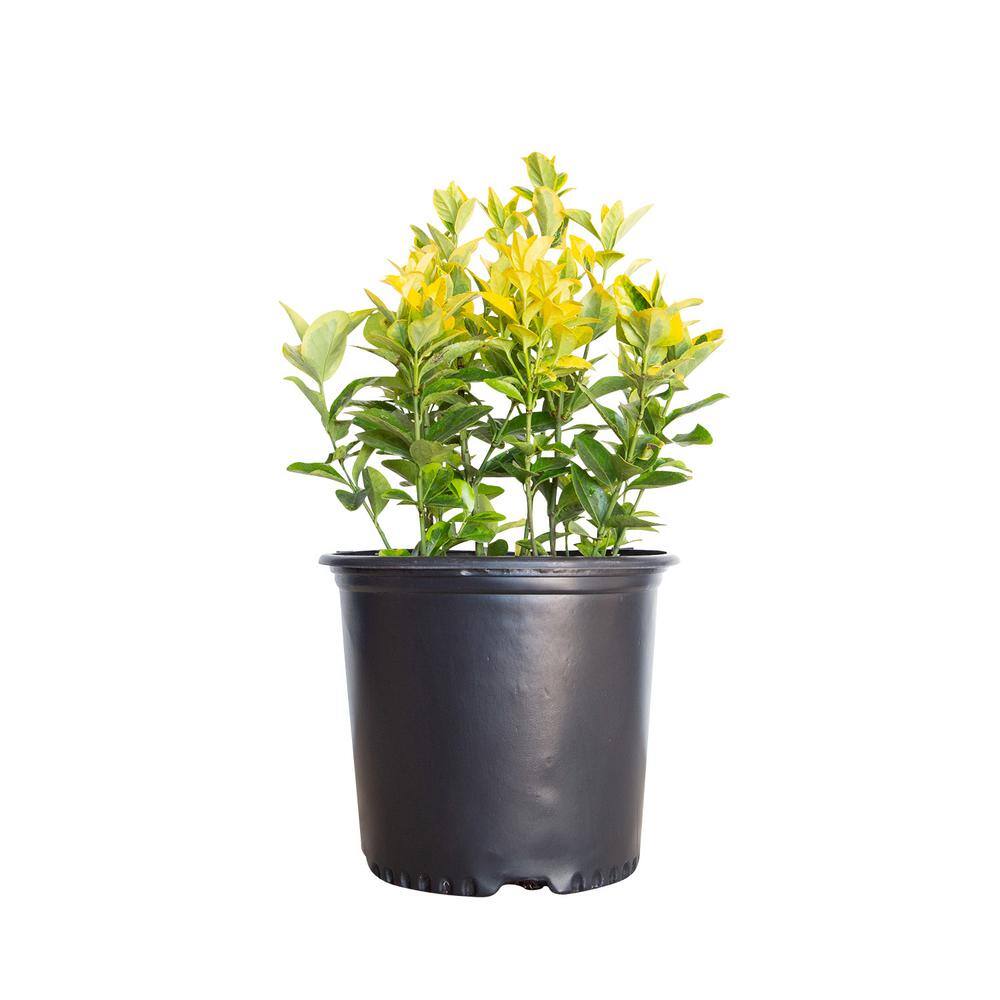 2.5 Gal - Golden Euonymus, Live Evergreen Shrub, Green and Gold Variegated Foliage price history on PriceWatchPro