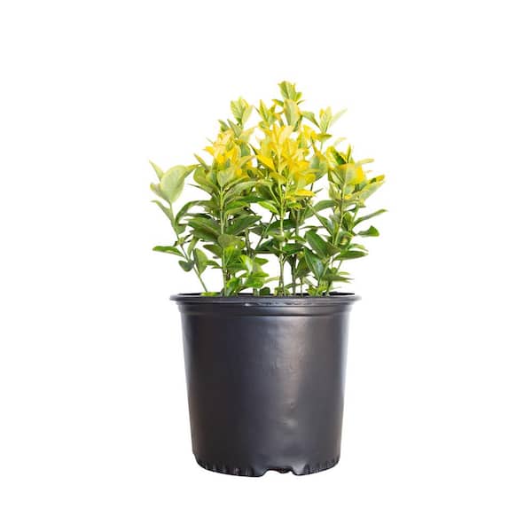 FLOWERWOOD 2.5 Gal - Golden Euonymus, Live Evergreen Shrub, Green and Gold Variegated Foliage