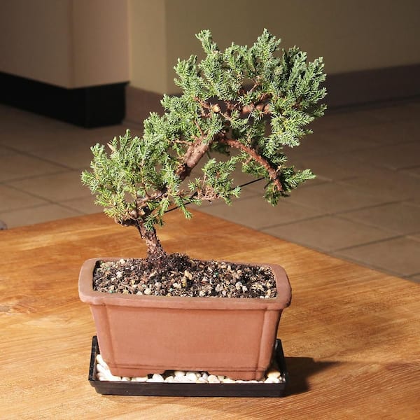 Reviews for brussel's BONSAI Green Mound Juniper Bonsai Outdoor