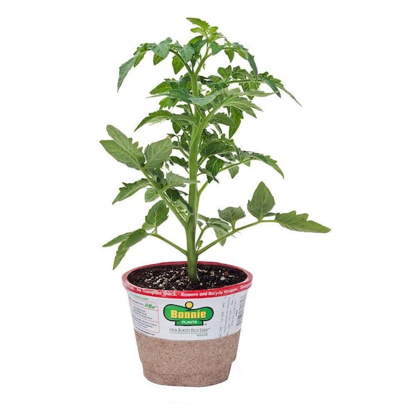 Bonnie Plants 4.5 in. Husky Cherry Tomato