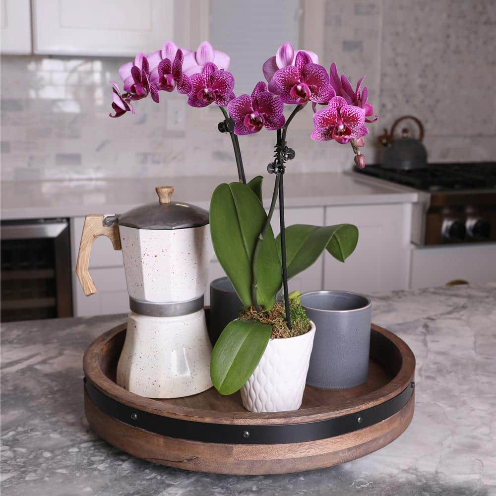 Purple Petite Orchid in White Ceramic Pot