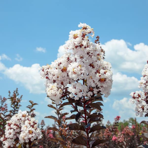 3 Gal. Black Diamond Pure White Crape Myrtle (2-Pack)