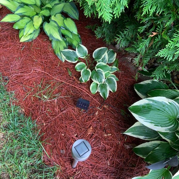 ATENGNES - Natural Longleaf Pine Straw Roll for Landscaping Covers Up to 125 sq. ft.