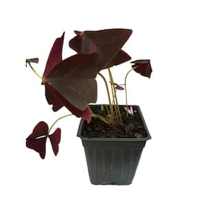 4 in. Pot Purple Shamrock Oxalis Sorrel Plant