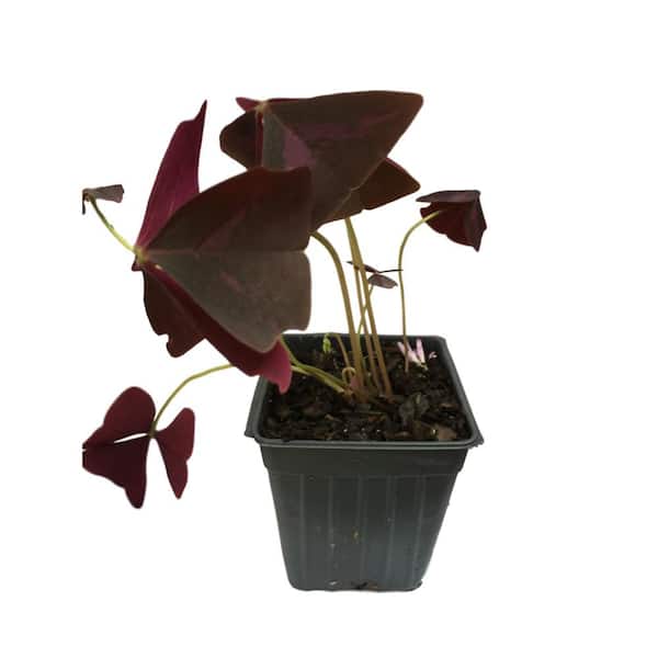Daylily Nursery 4 in. Pot Purple Shamrock Oxalis Sorrel Plant