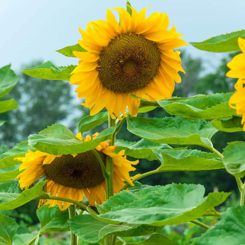 Yellow Giant Sunflower Seeds to Plant 20 Pack A Real Giant Huge 2 ft Wide Flowers 