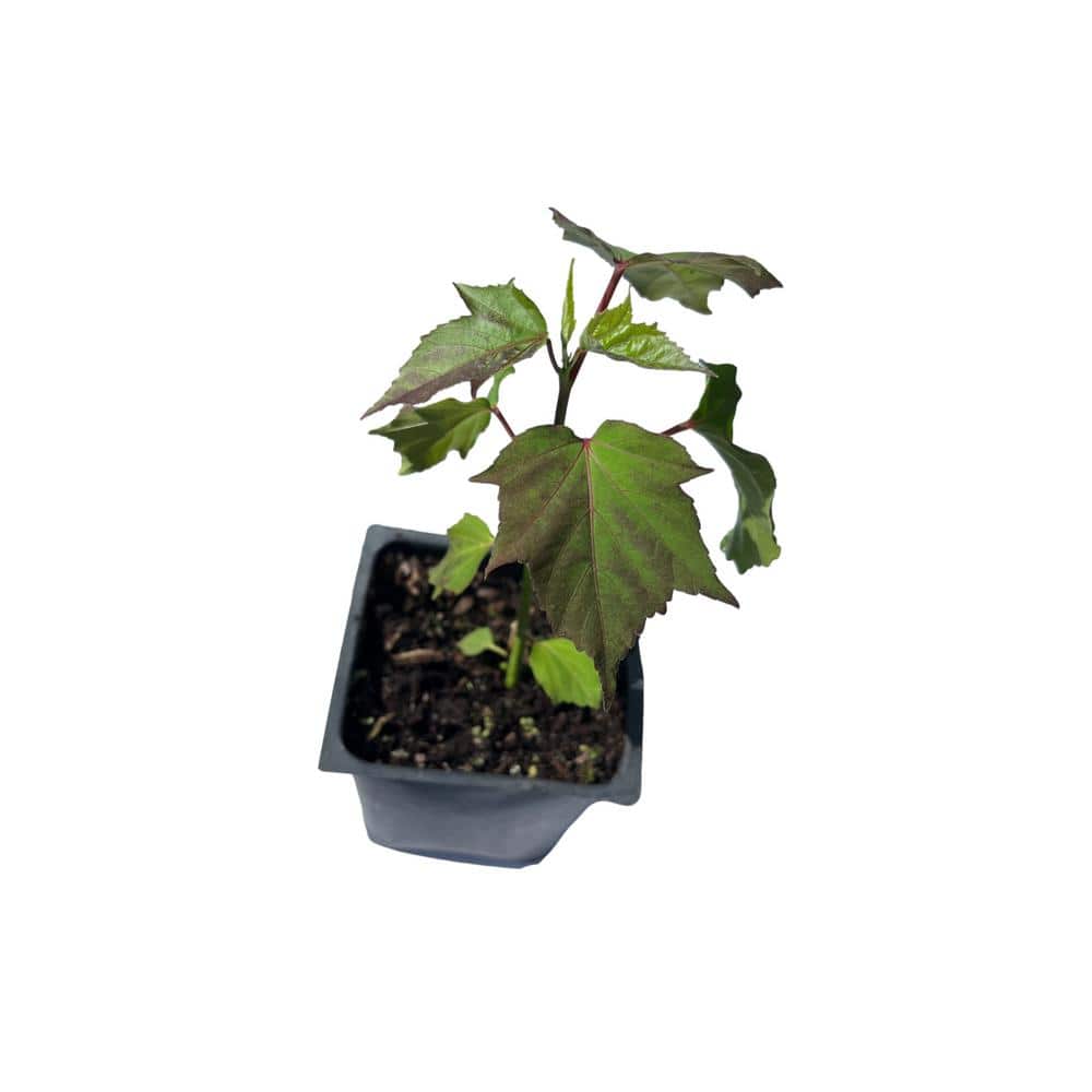 3 Midnight Marvel Hibiscus Plants in 3 Separate 4 in. Pots
