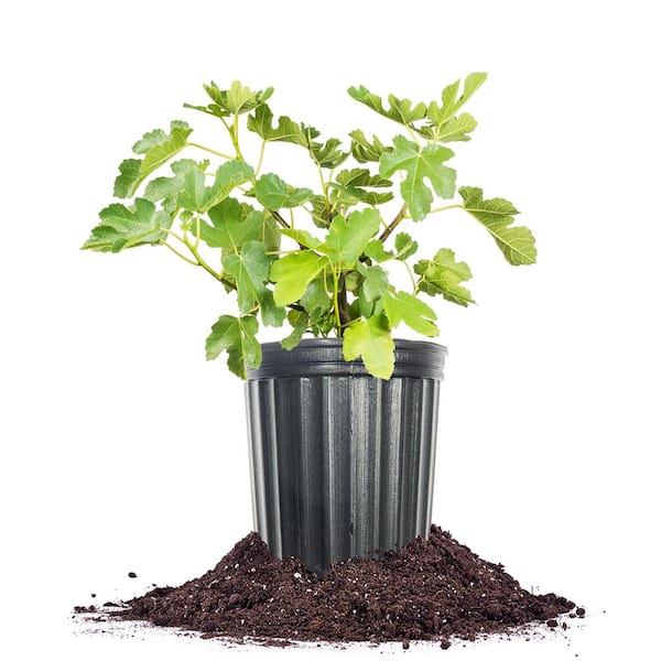 Perfect Plants Kadota Fig Tree Plant 1 Gal. Growers Pot, Sweet Fig Tree