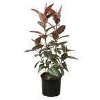 Rubber Tree Ruby Pink (Ficus Elastica) Plant in 10 in. Grower Pot