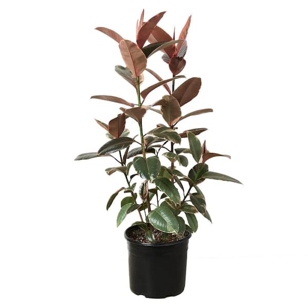 PPC INTERNATIONAL LLC Rubber Tree Ruby Pink (Ficus Elastica) Plant in 10 in. Grower Pot