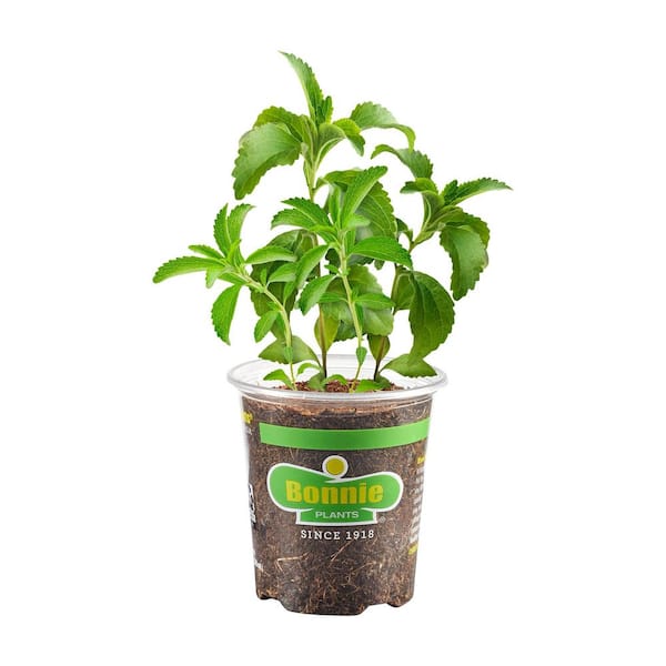 19.3 oz. Stevia, Live Plant