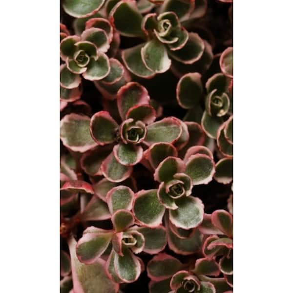 Live Sedum Spurious Tricolor Succulent Plant in Pots (5-Pack