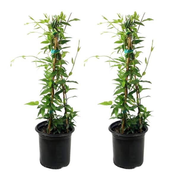 national PLANT NETWORK 1 gal. Carolina Jessamine Plant with Yellow Flowers (2-Pack)