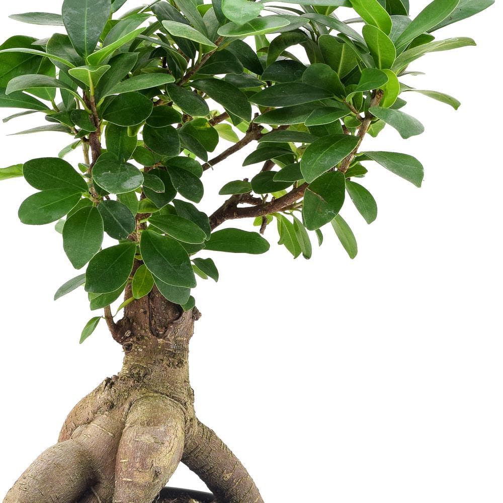 Elegant Ficus Bonsai in Black 6" Plastic Pot - Air Purifying Indoor Plant