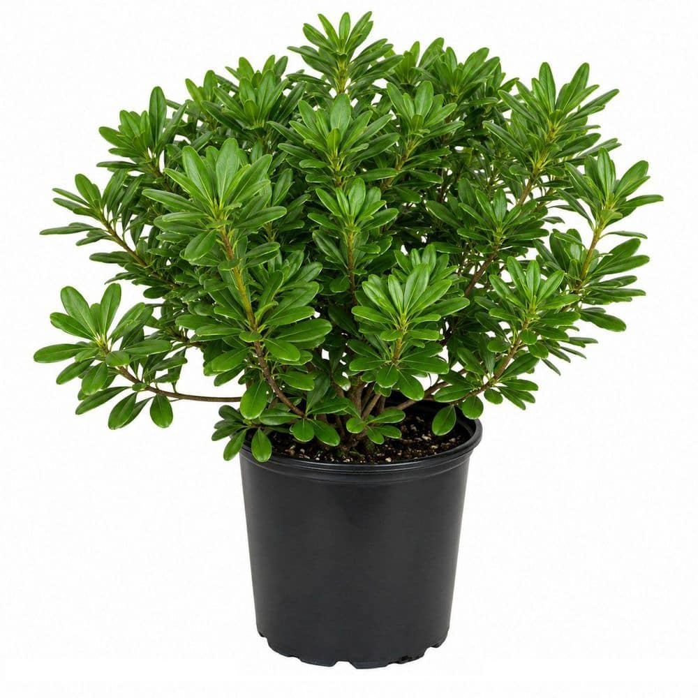 【ほぼ新品】PRETONE SHIGEMORI FLOWERWOOD 2.5 Gal. Green Pittosporum (Japanese Mock Orange